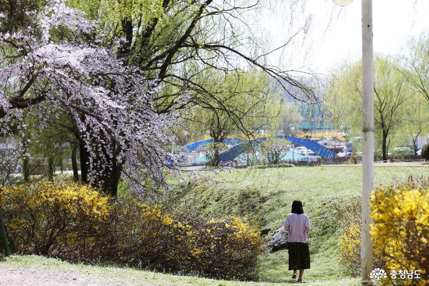 늘어지게 핀 수양벚꽃이 아름다운 삼거리공원의 봄풍경 사진