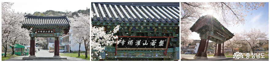 논산여행_ 벚꽃엔딩은 논산8경 중 제1경인 관촉사에서 사진