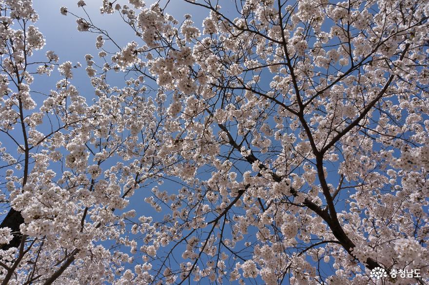 계룡산신원사의아름다운벚꽃을39봄39 2