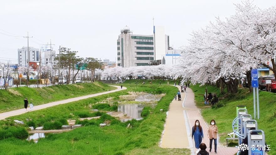 홍성천으로의 아름다운 벚꽃길 산책
