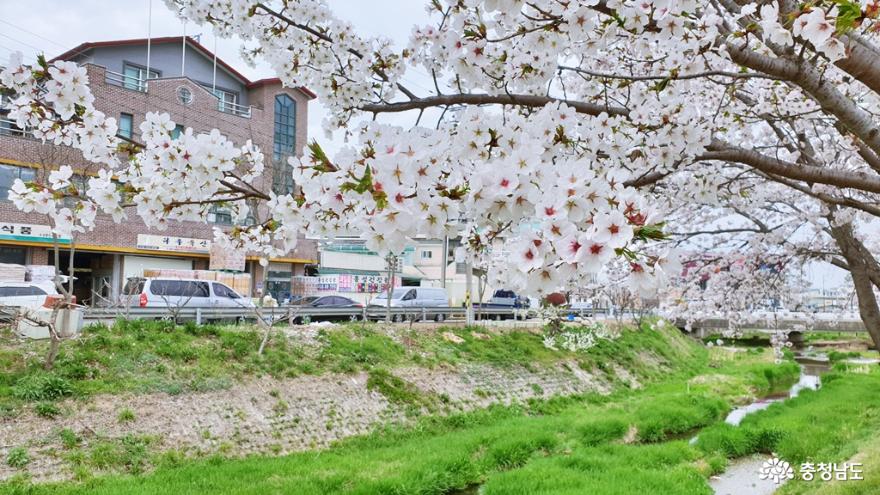 홍성천으로의 아름다운 벚꽃길 산책 사진