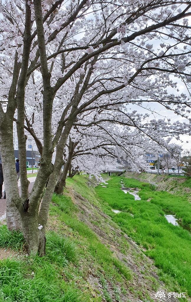 홍성천으로의 아름다운 벚꽃길 산책 사진