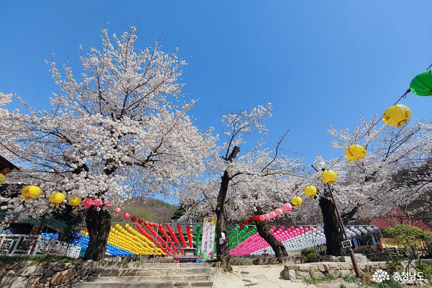 계룡산 신원사의 아름다운 벚꽃을 '봄'