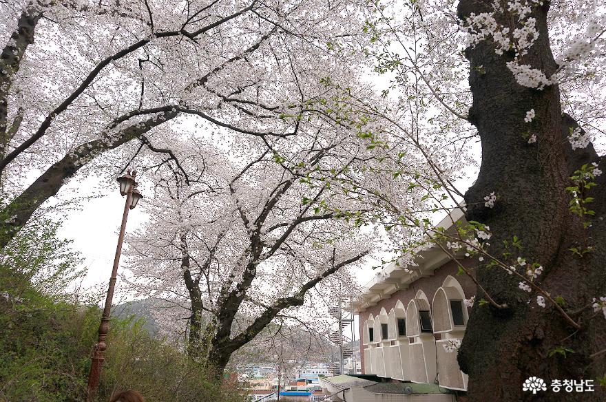 공주의 4대 벚꽃 명소 충남역사박물관 사진