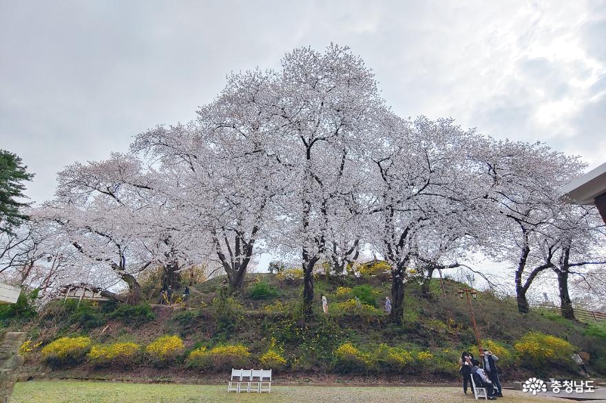 공주의 4대 벚꽃 명소 충남역사박물관 사진