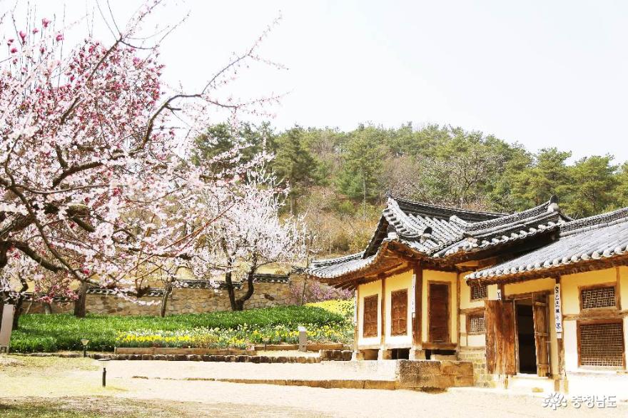 벚꽃자목련수선화봄꽃가득한예산추사김정희고택 2