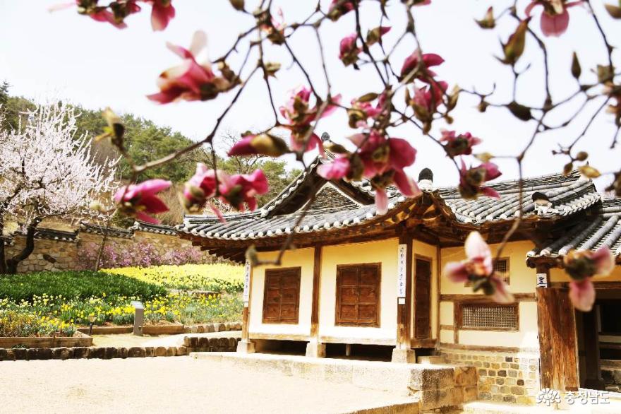 벚꽃자목련수선화봄꽃가득한예산추사김정희고택 5
