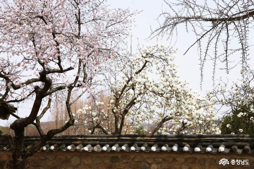 벚꽃자목련수선화봄꽃가득한예산추사김정희고택 7