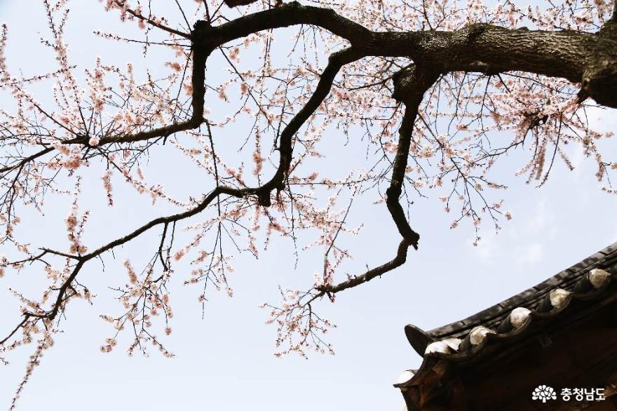 벚꽃자목련수선화봄꽃가득한예산추사김정희고택 8