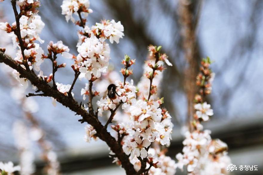 벚꽃자목련수선화봄꽃가득한예산추사김정희고택 6