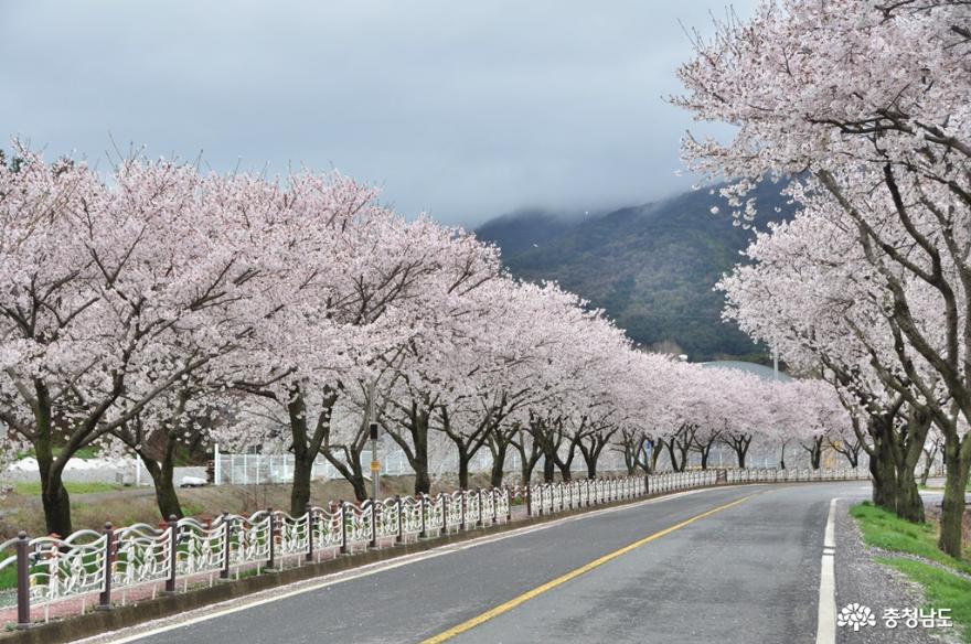 환상적이었던 오서산 벚꽃길 드라이브~ 사진