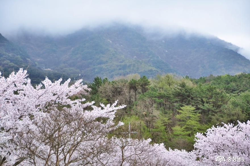 환상적이었던 오서산 벚꽃길 드라이브~ 사진