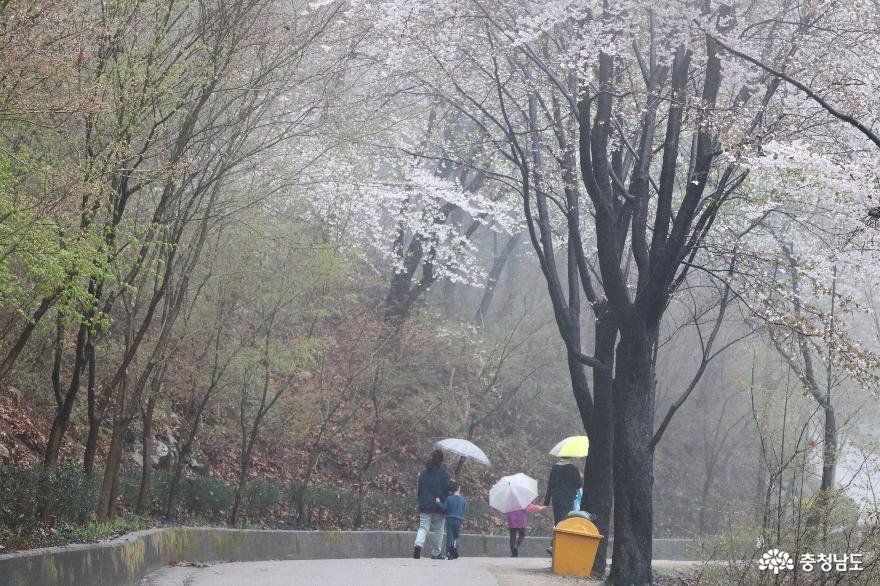 충남넷 모바일 우중 산책, 운치 가득했던 영인산수목원