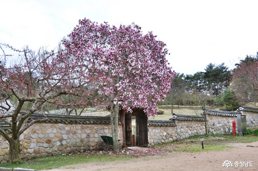 고즈넉한 추사고택의 아름다운 봄 사진