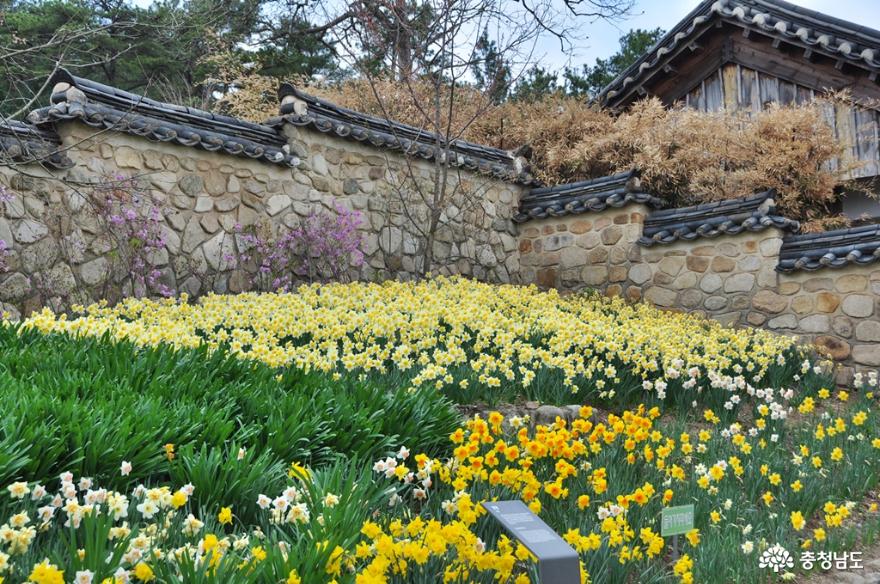 고즈넉한 추사고택의 아름다운 봄 사진