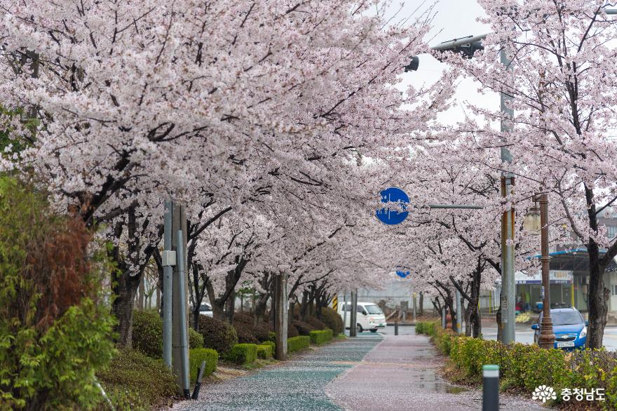 신정호수공원 벚꽃길