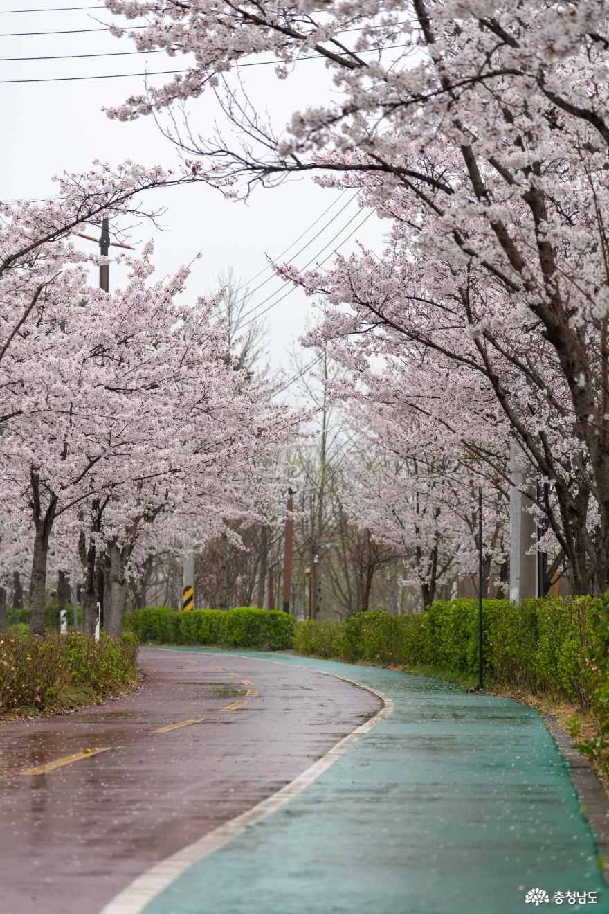 신정호수공원 벚꽃거리