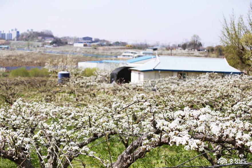 천안 제 9경 왕지봉배꽃길의 아름다운 풍경 사진