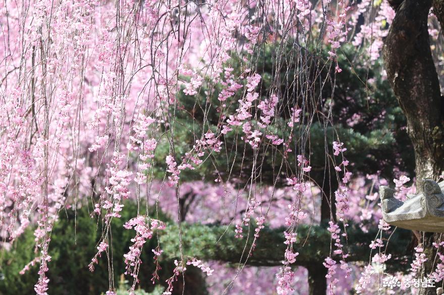 핑크빛으로물든각원사는지금겹벚꽃이한창 1