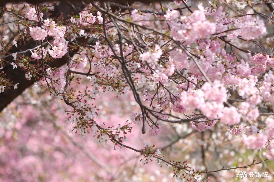 핑크빛으로물든각원사는지금겹벚꽃이한창 10