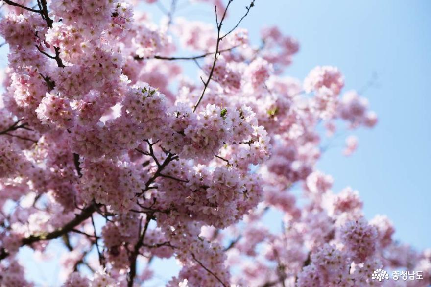 천안각원사의봄풍경겹벚꽃과수양벚꽃이활짝피어났네 8