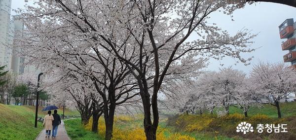 ▲ 비가 내리는 3일 오후 한 연인이 우산을 쓰고 벚꽃이 만개한 당진천변을 걷고 있다.