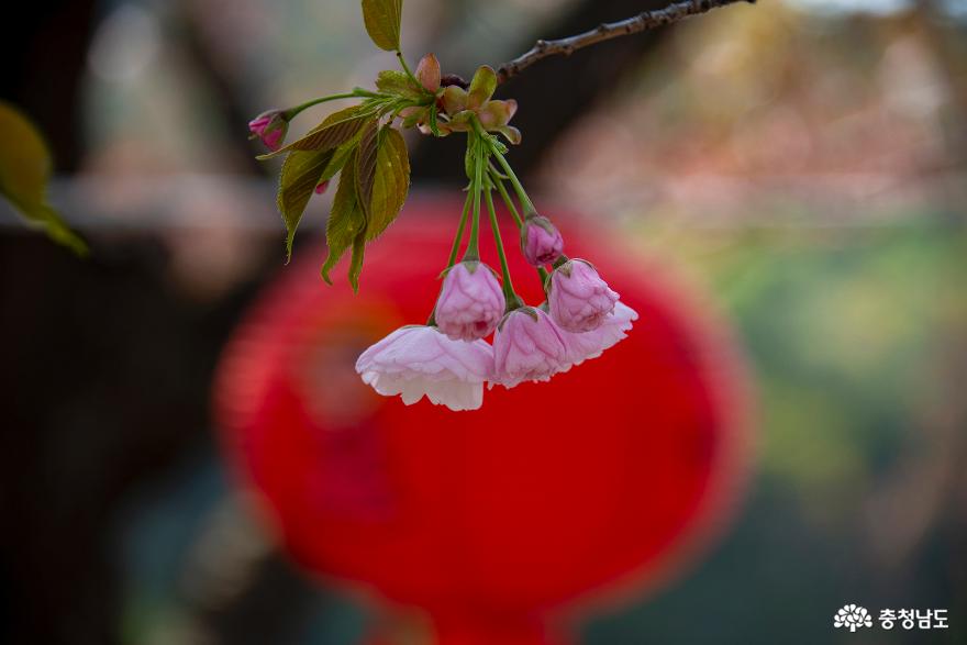 겹벚꽃수양벚꽃한창인천안각원사 15