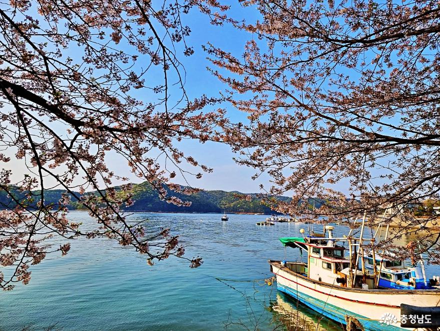 해안 벚꽃 드라이브길- 울창한 벚꽃사이로 본 바다풍경에 반하다. 사진