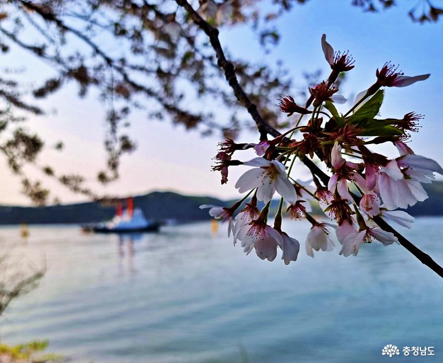 해안벚꽃드라이브길울창한벚꽃사이로본바다풍경에반하다 7