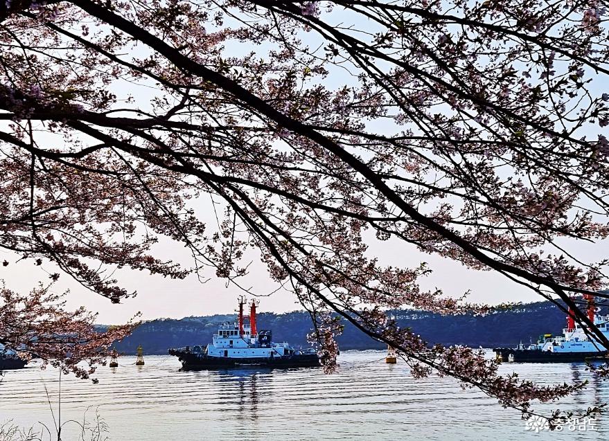 해안 벚꽃 드라이브길- 울창한 벚꽃사이로 본 바다풍경에 반하다. 사진