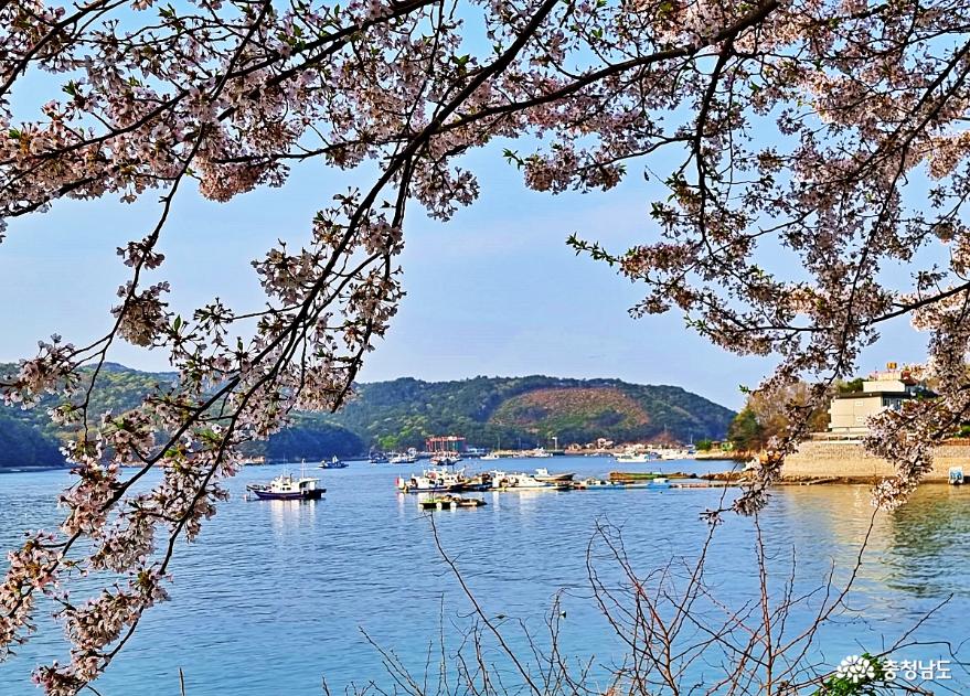 해안벚꽃드라이브길울창한벚꽃사이로본바다풍경에반하다 14