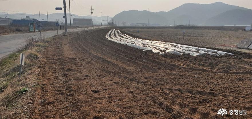 농민들이 밭을 갈아 경작에 나서고 있는 모습. 저장시설 부족으로 상품가치 하락을 염려하고 있다.