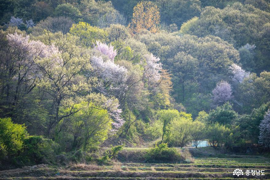 꽃피는 상신리의 봄 사진