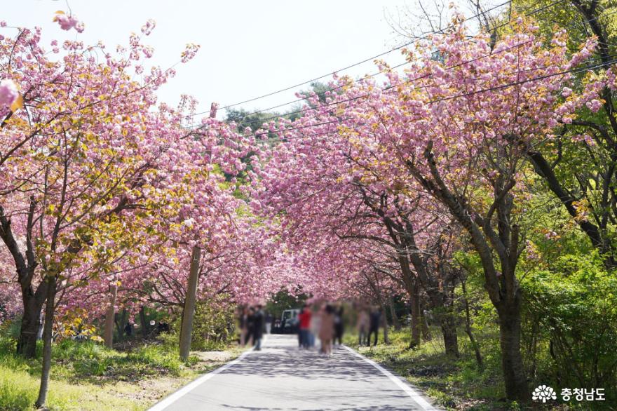 왕벚꽃 터널이 장관인 고즈넉한 사찰, 서산 문수사 사진