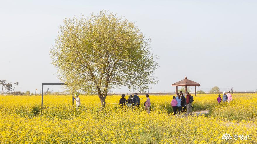 부여 ‘세도 유채꽃 단지’의 노란봄 사진