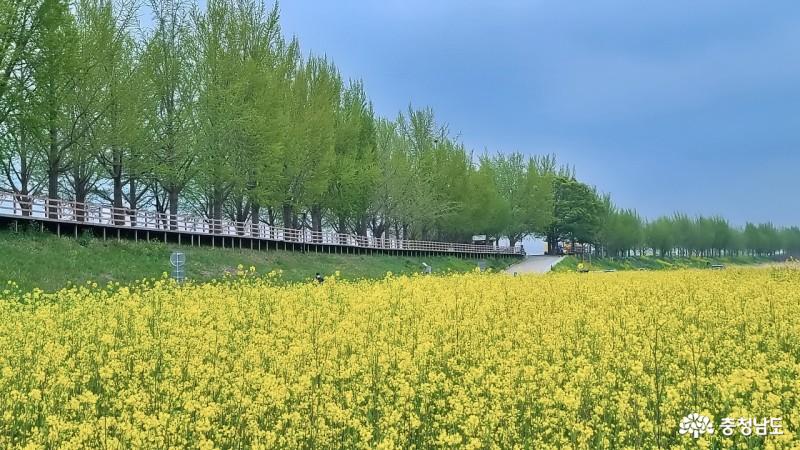 충남 가볼만한곳 천안아산 추천 곡교천 유채꽃  봄 여행지 사진