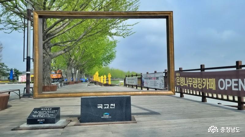 충남 가볼만한곳 천안아산 추천 곡교천 유채꽃  봄 여행지 사진