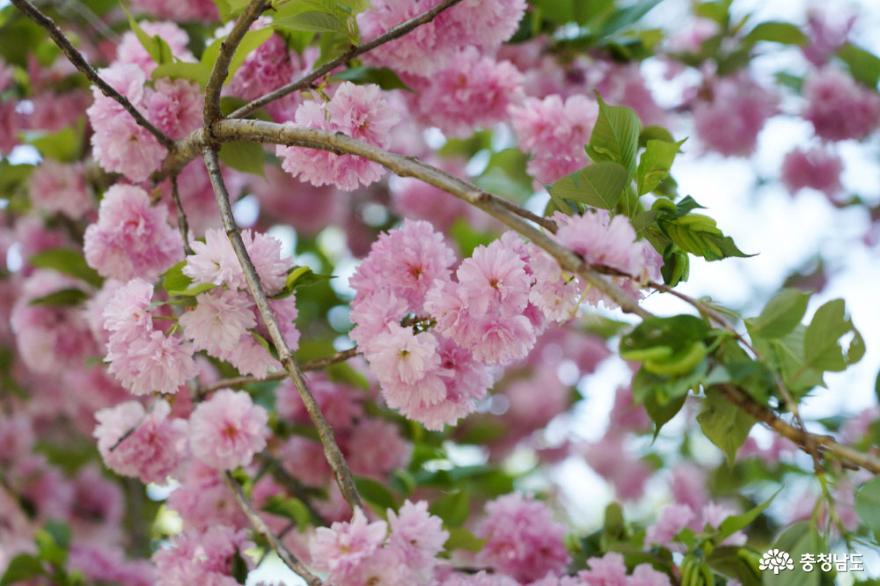 논산 쌍계사의 아름다운 봄 풍경 사진