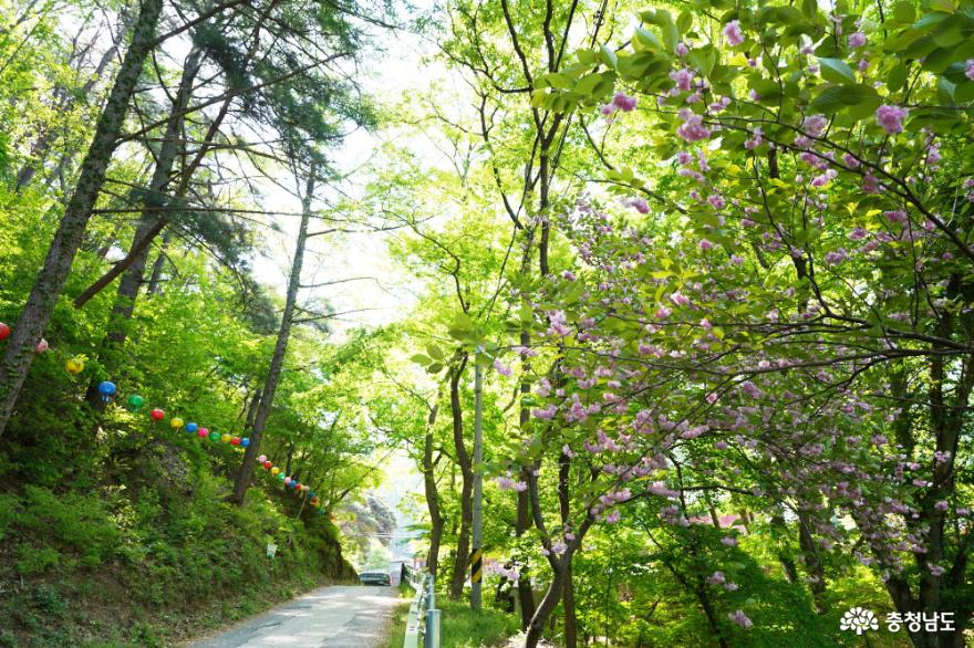 논산 쌍계사의 아름다운 봄 풍경 사진