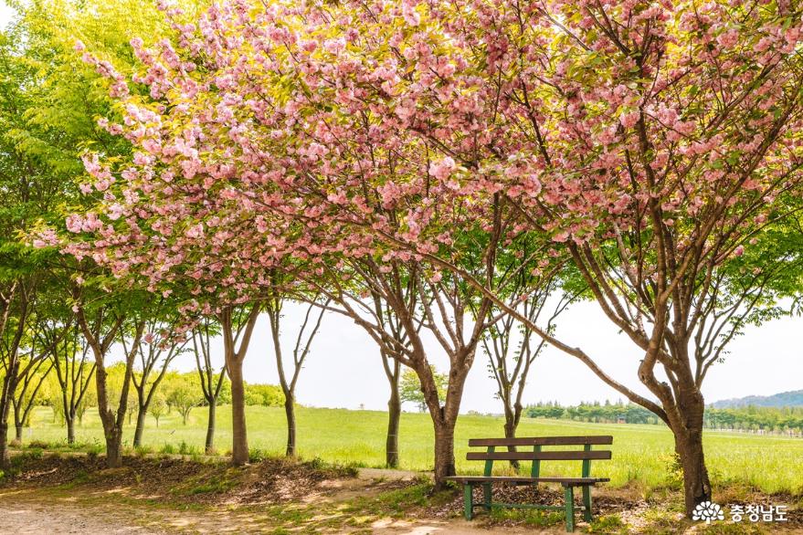 겹벚꽃, 청보리  유채꽃이 가득한 예산 아그로랜드 사진