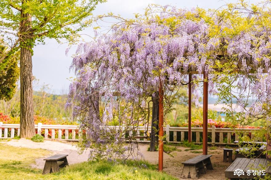 겹벚꽃, 청보리  유채꽃이 가득한 예산 아그로랜드 사진