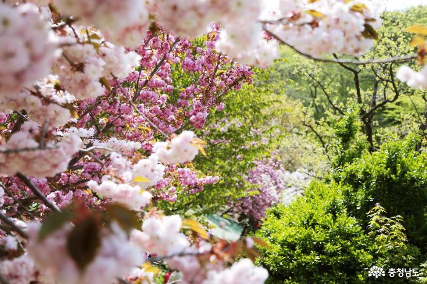 서산 왕벚꽃의 환상적인 풍경! 4월의 개심사 사진