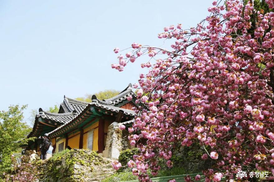서산 왕벚꽃의 환상적인 풍경! 4월의 개심사 사진