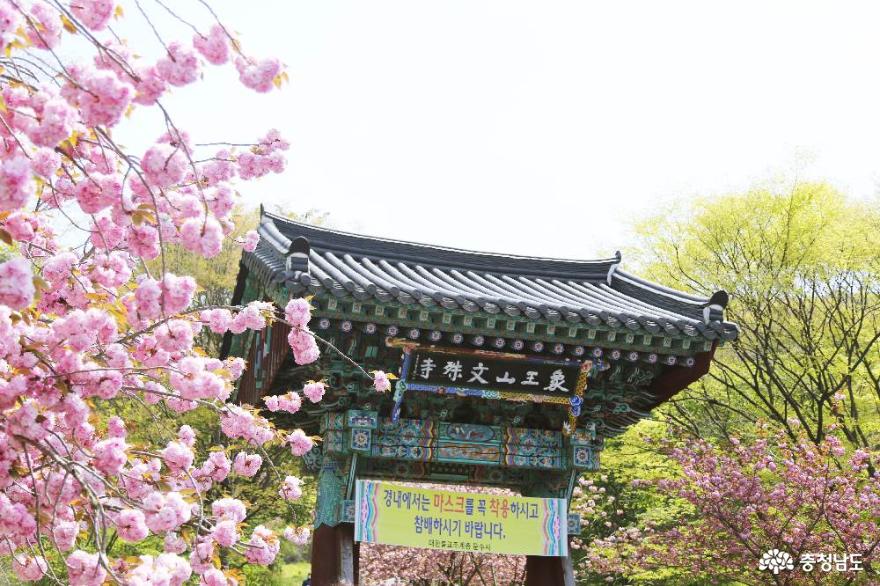 아름다운 봄의 서산 - 문수사 겹벚꽃 만개한 풍경
