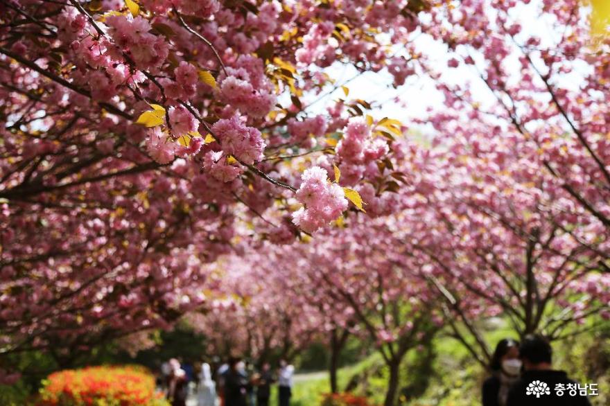 아름다운봄의서산문수사겹벚꽃만개한풍경 2