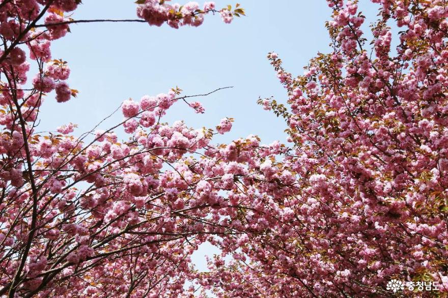 아름다운봄의서산문수사겹벚꽃만개한풍경 3