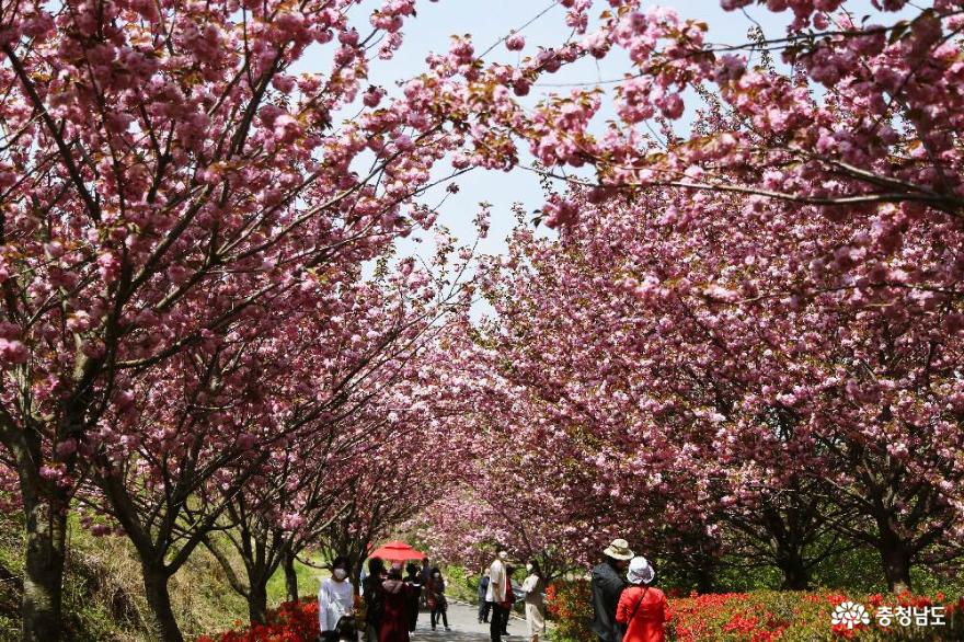 아름다운봄의서산문수사겹벚꽃만개한풍경 4