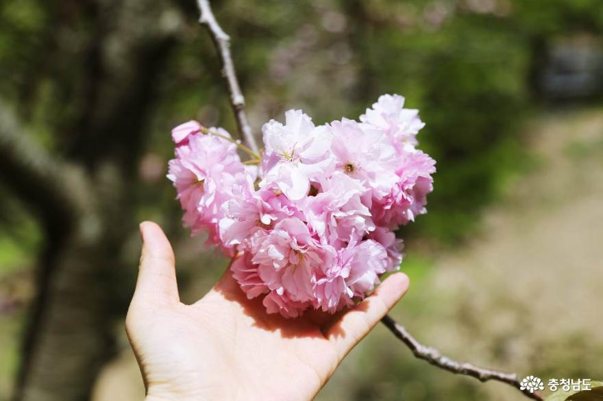 아름다운봄의서산문수사겹벚꽃만개한풍경 5