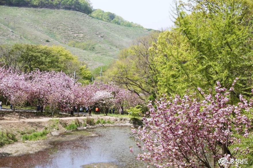 아름다운봄의서산문수사겹벚꽃만개한풍경 6