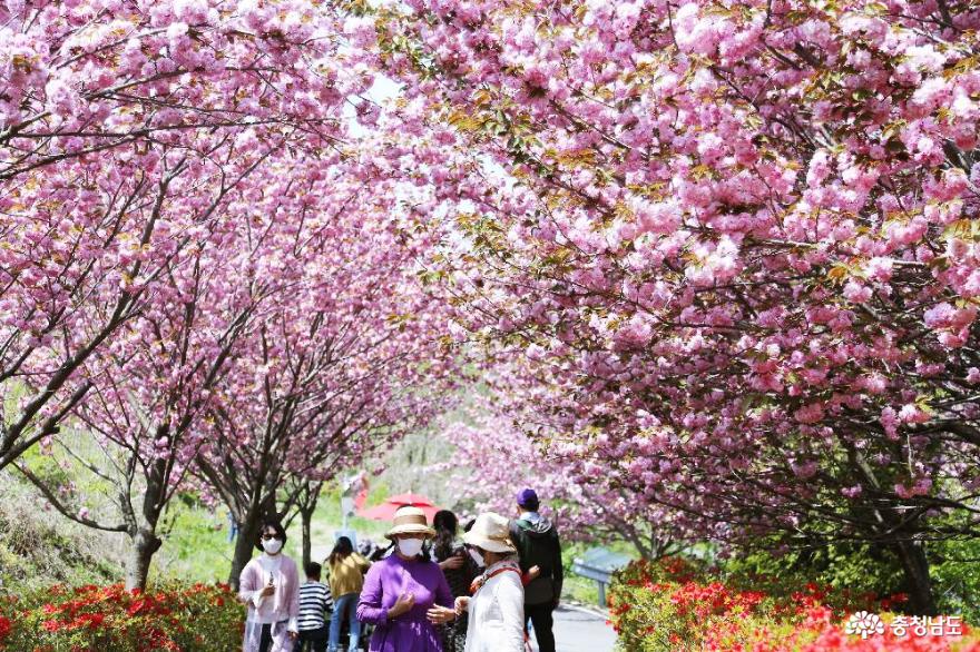 아름다운봄의서산문수사겹벚꽃만개한풍경 7